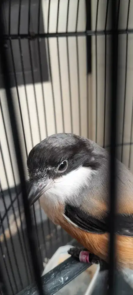 Burung pentet pastol