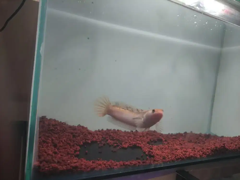 Ikan hias channa