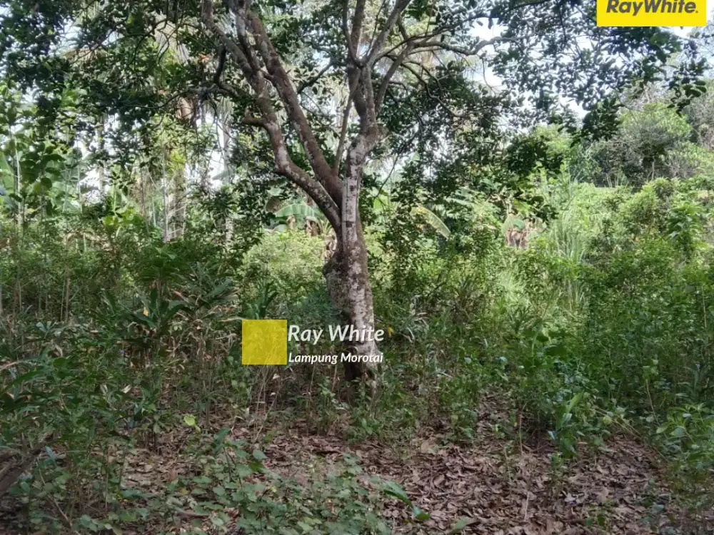 Dijual Tanah di Way Hui, Jati Agung, Lampung Selatan (KOde HRO 3652)