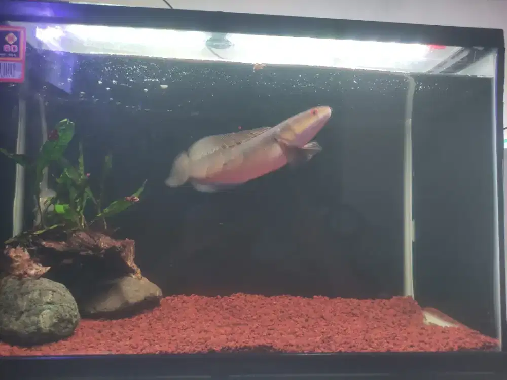 Ikan hias Channa Red Barito