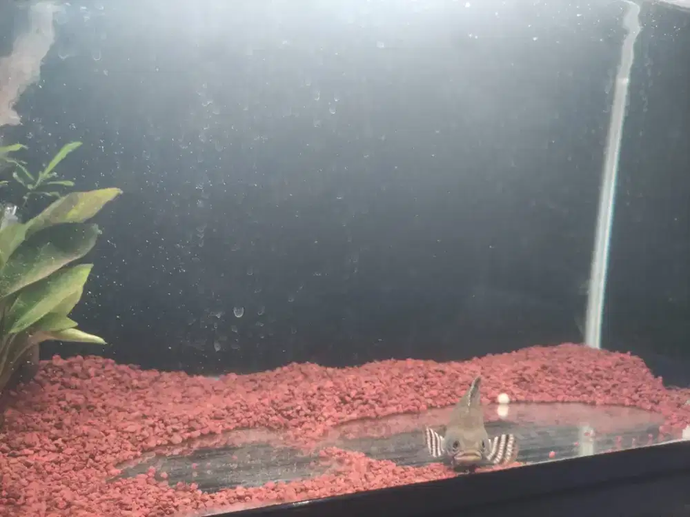 Ikan hias Channa blue pulchra