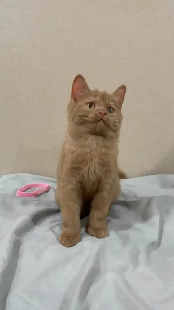 BSH British Shorthair Cinnamon Solid Betina