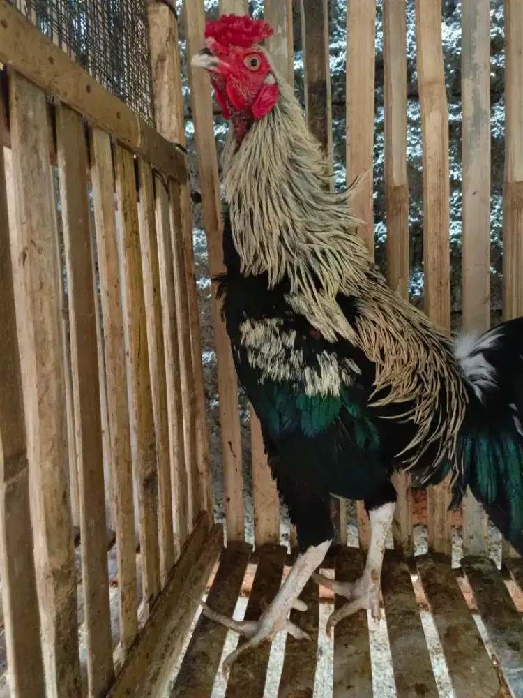 Ayam Jago Kampung