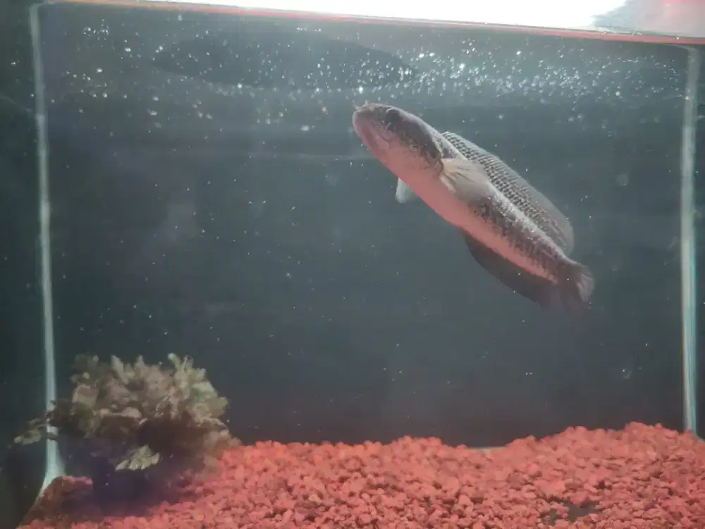 Ikan hias Channa RSP KALIMAYA