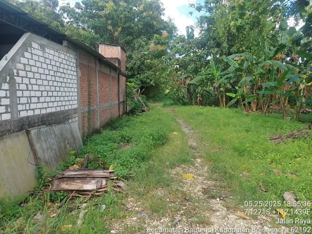 Dijual Tanah beserta Pohon Jati