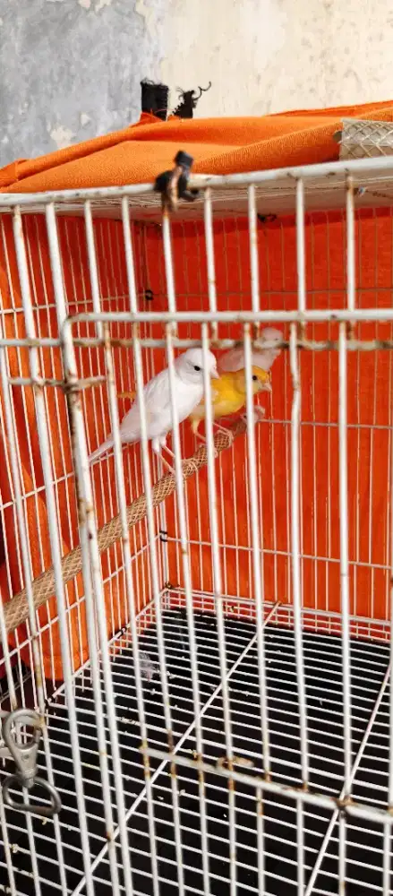 borongan anakan kenari AF 4 ekor