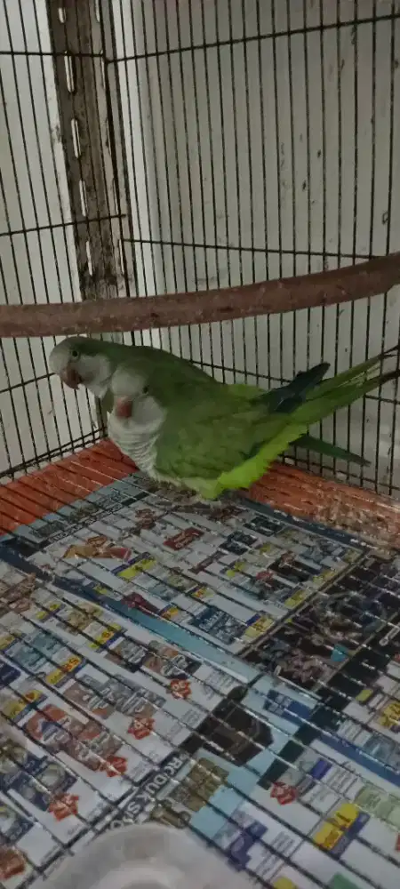 burung monk parekeat dewasa