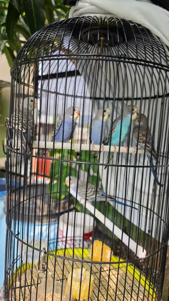 Burung parkit mutasian yf borongan 6 ekor