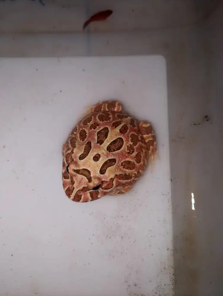 Katak pacman yelow