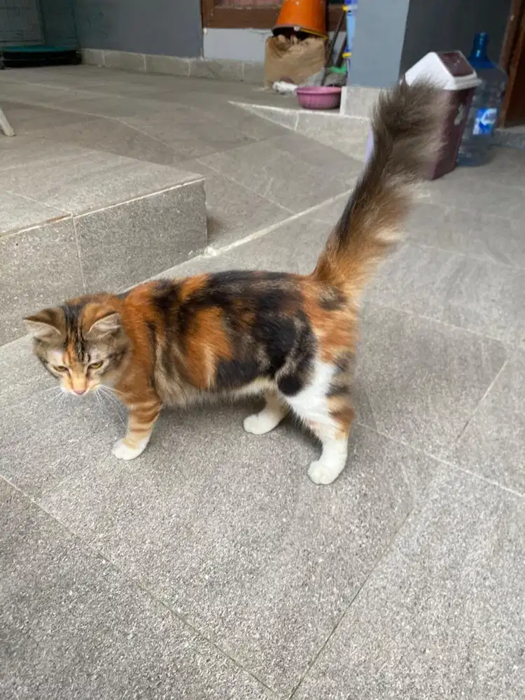 Kucing persia medium