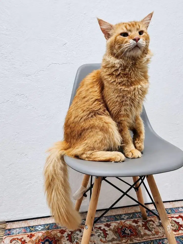 Jual murah mainecoon jantan pure