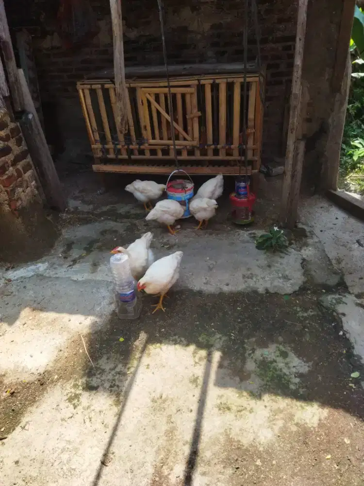 Ayam potong hidup