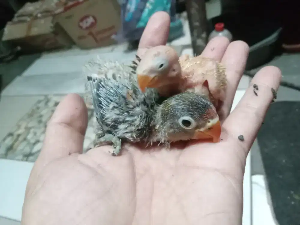 LOVEBIRD BALIBU USIA 25 HARI