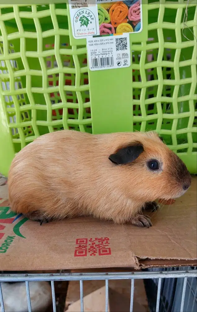 Marmut / Guineapigs california