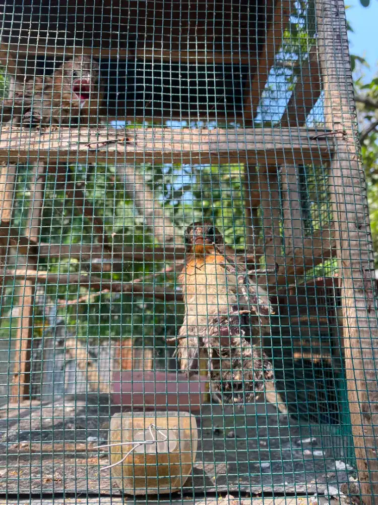 Burung but but dah mandiri