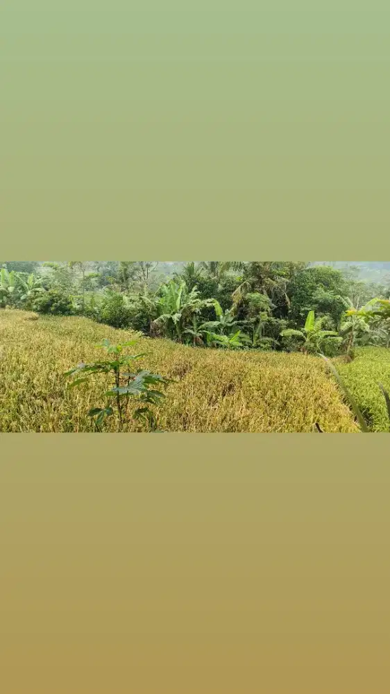 Dijual Sawah dempet dengan kebun di Purwakarta