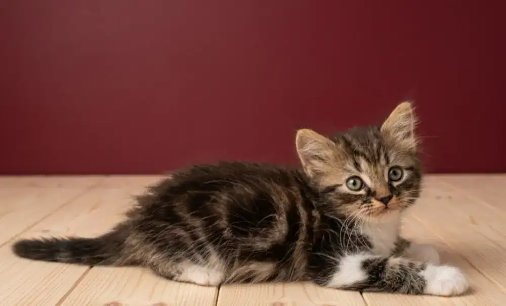 Kitten persia Betina