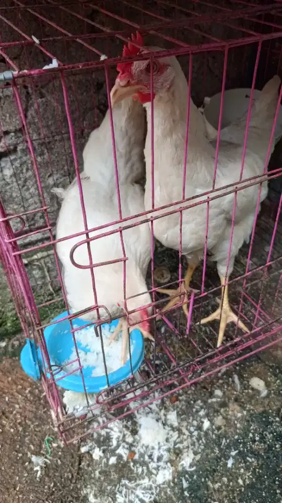 Jual ayam negeri 2 ekor. Sama ayam Bangkok