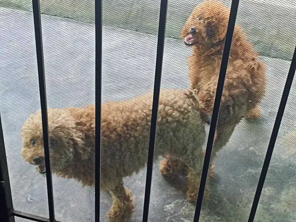Di Jual Sepasang Poodle ASLI