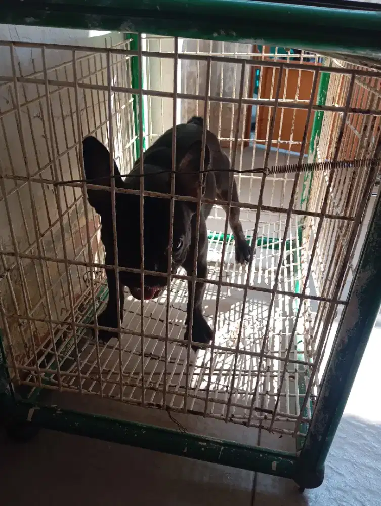 Doggy France Bulldog ( Betina )