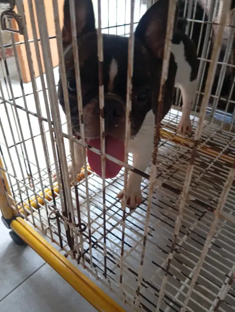 Doggy France Bulldog.( Betina Dewasa )