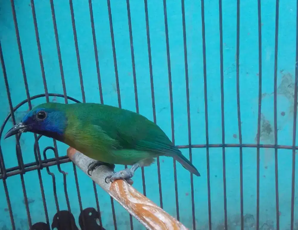 LOVEBIRD JOSAN MAPAN JINAK ANTENG BRISIK 700 FULSET