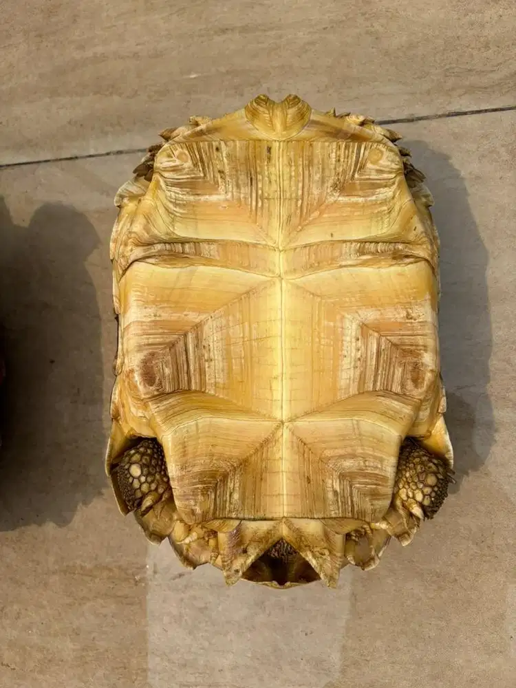 Sulcata tortoise