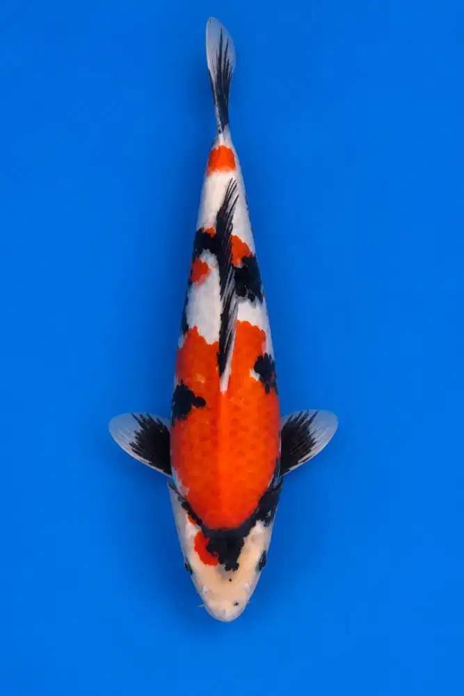 Koi Showa Import Isa Farm
