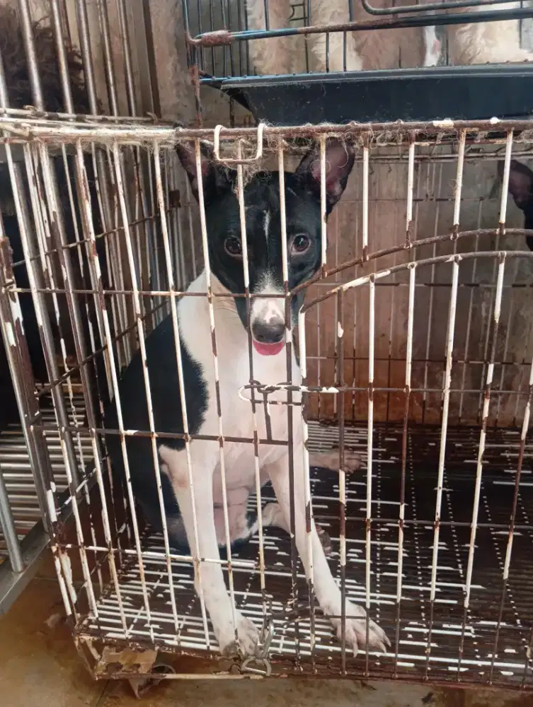 Doggy Basenji ( Sepasang )