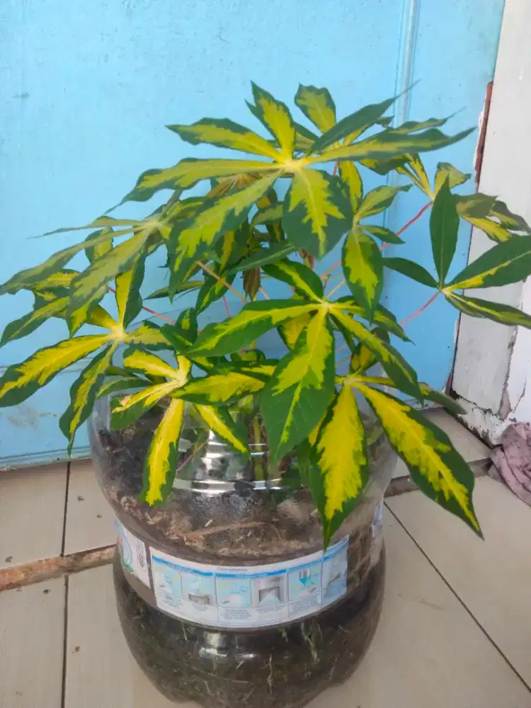Tanaman hias singkong fariagata
