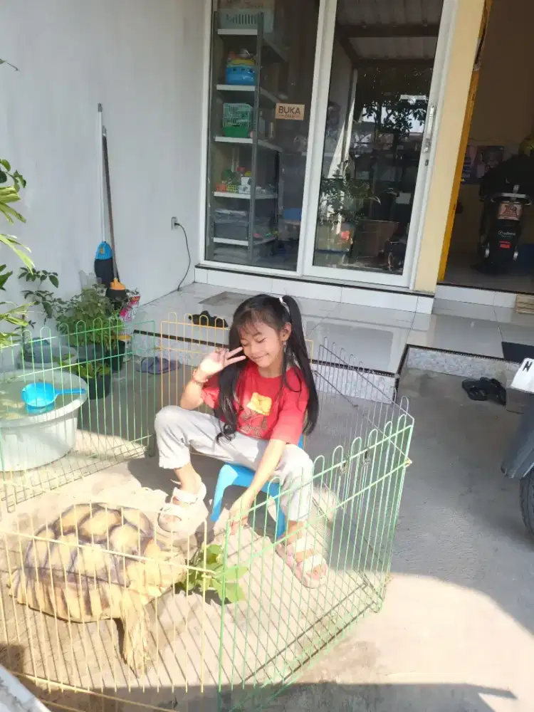 Sulcata jumbo premium