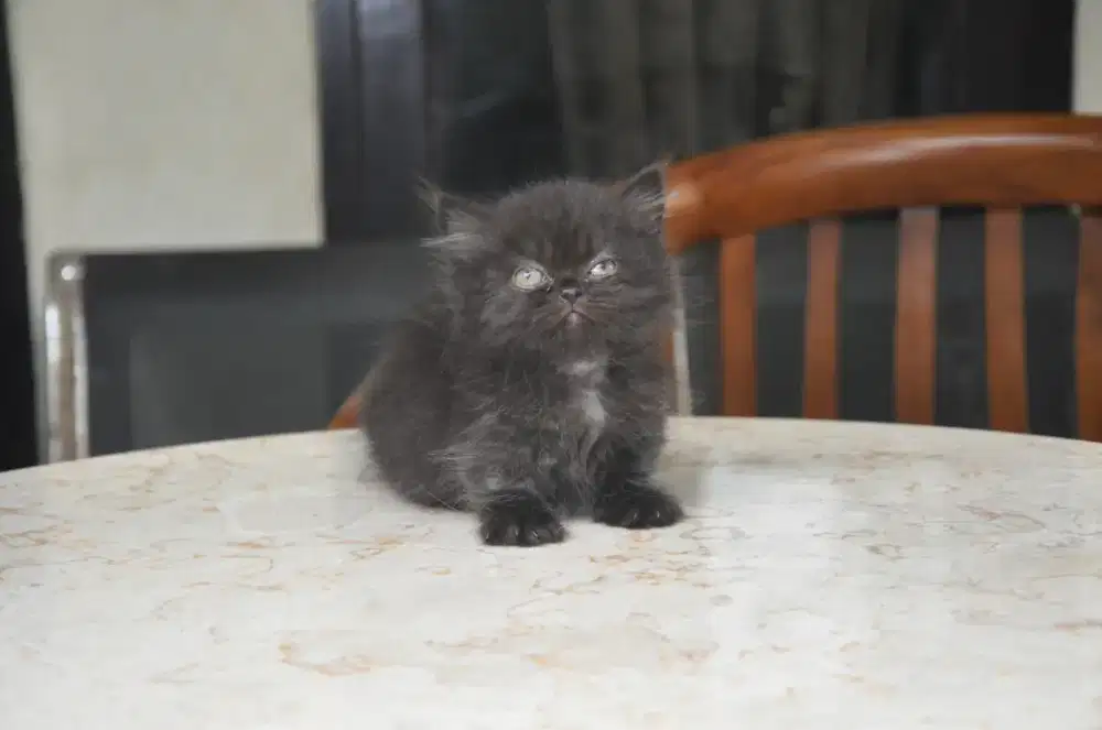 BLH munchkin black betina