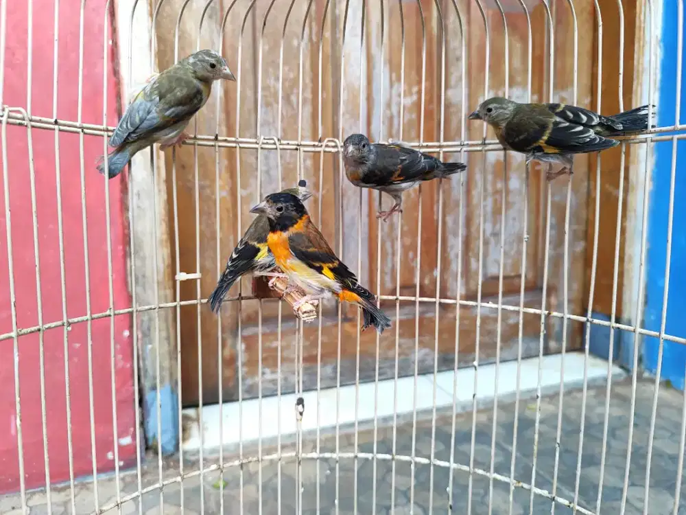 Red siskin PAUD indukan