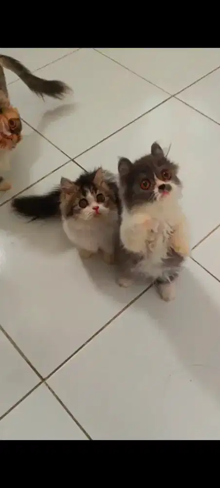 Open adopt kucing Munchkin ada 2 ekor