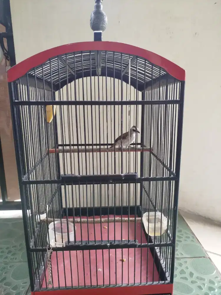 Burung Trucuk rawatan
