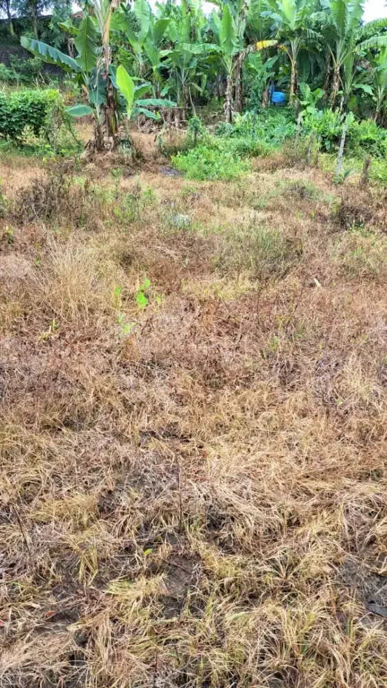 DIJUAL TANAH MURAH DI TENGAH KOTA BENGKULU