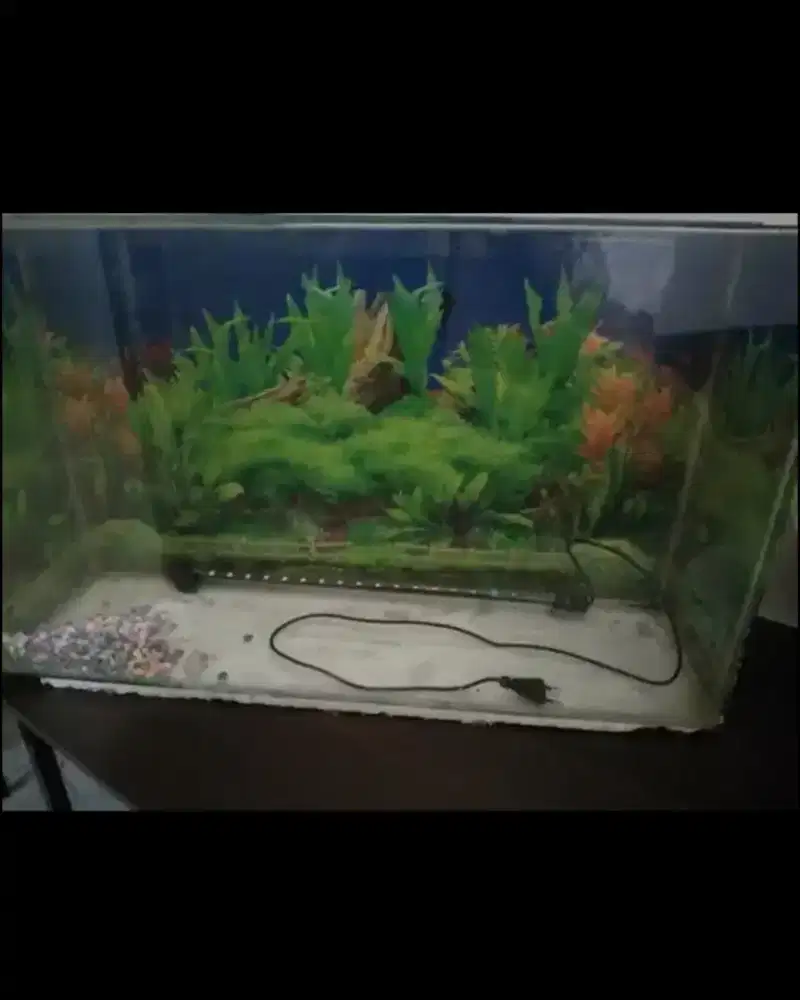Dijual cepat Aquarium + Lampu