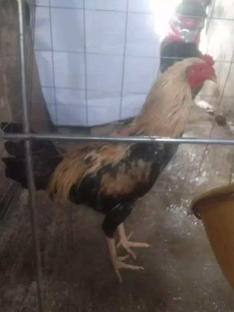 Ayam Bangkok classic