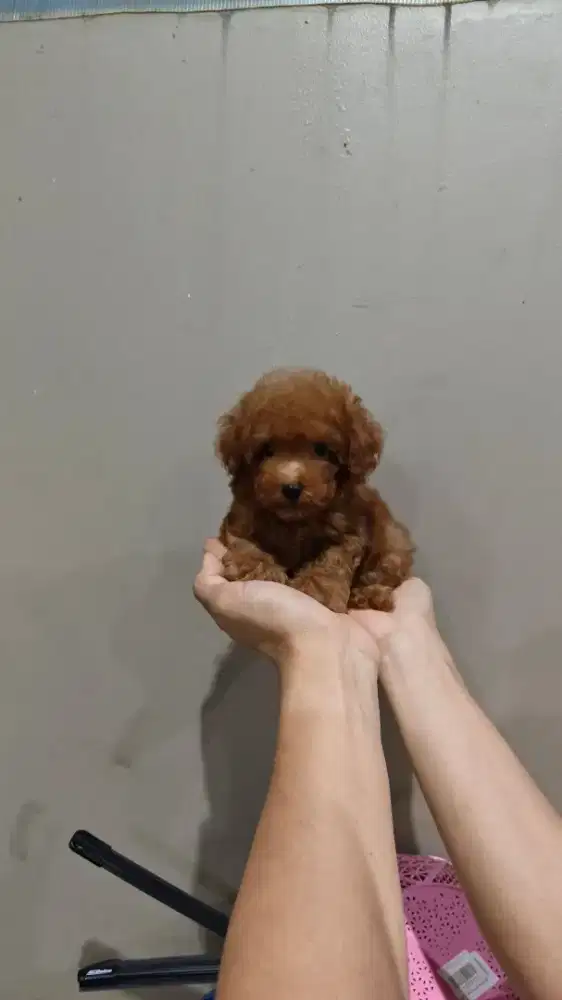 Dijual anjing bichon, poodle, tekel, chh, sitsu