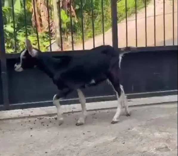sepasang anakan kambing alphin cross 4 bulanan exotik hiasan koleksian