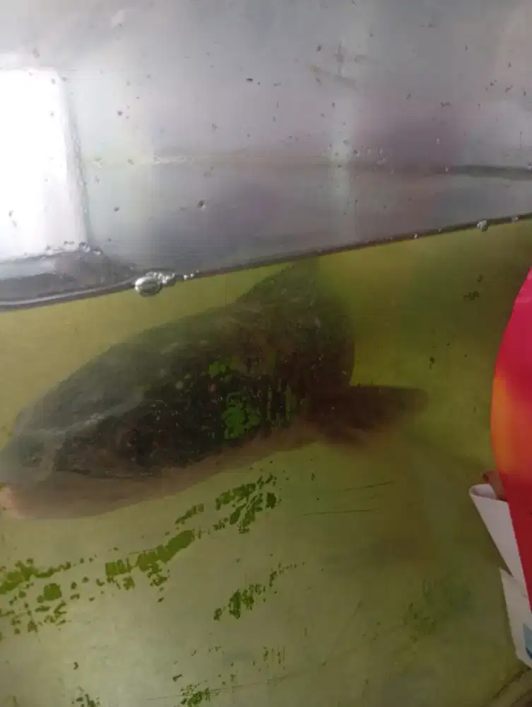 Jual aja nih ikan toman