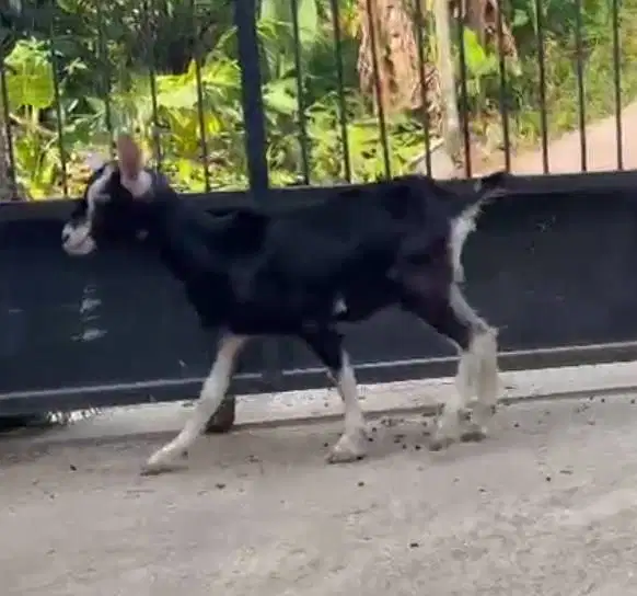 sepasang anakan kambing alphin cross 4 bulanan siap koleksian exotik