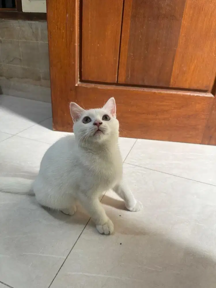 Kucing BSH mix persia jantan putih whitesolid