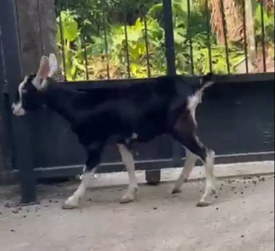 sepasang anakan kambing alphin cross 4 bln siap ternak koleksian unik