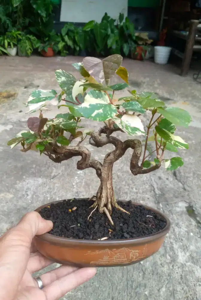 Tanaman pajangan indoor/outdor bonsai waru varigata