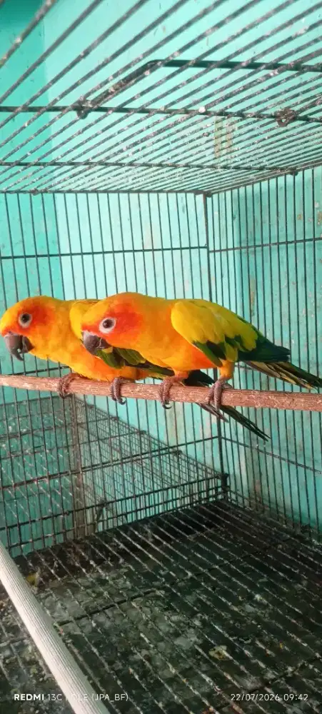 SUNCONURUR SEPASANG