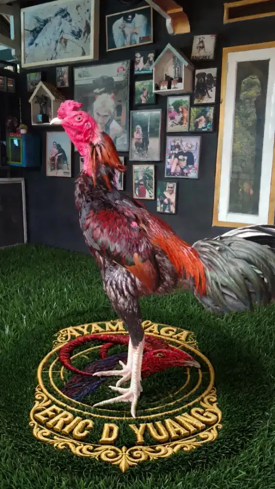 Ayam jago Mangon rawatan