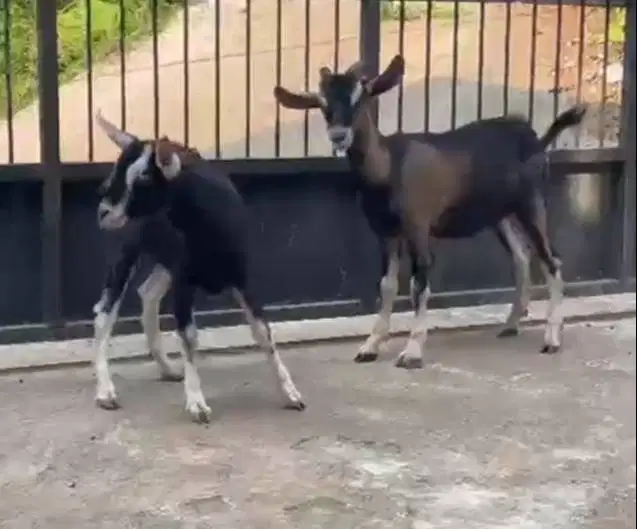 sepasang anakan kambing alphin cross 4 bln exotik unik hiasan koleksi