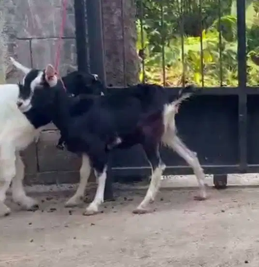 sepasang anakan kambing alphin cross 4 bln exotik unik hiasan koleksi