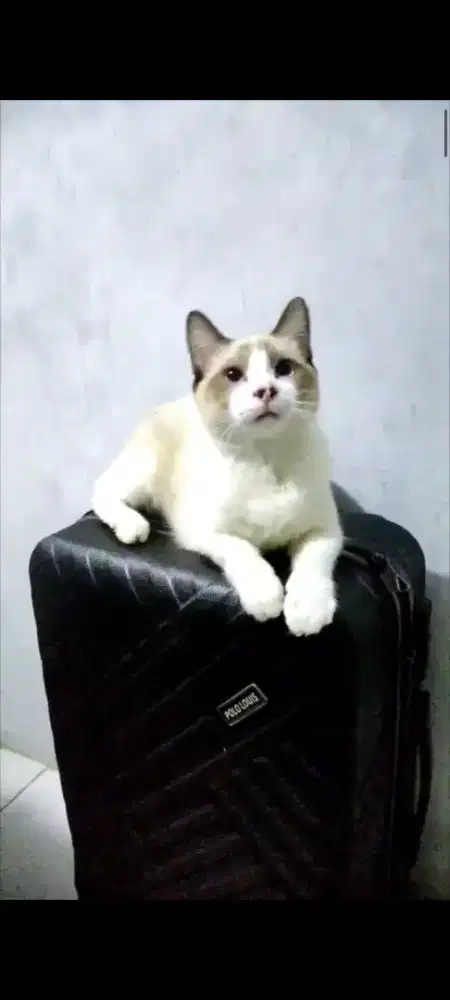 Kucing Ragdol Jantan